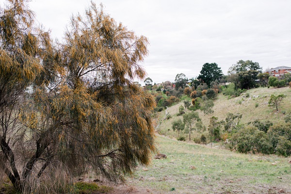 Taylors Creek Trail